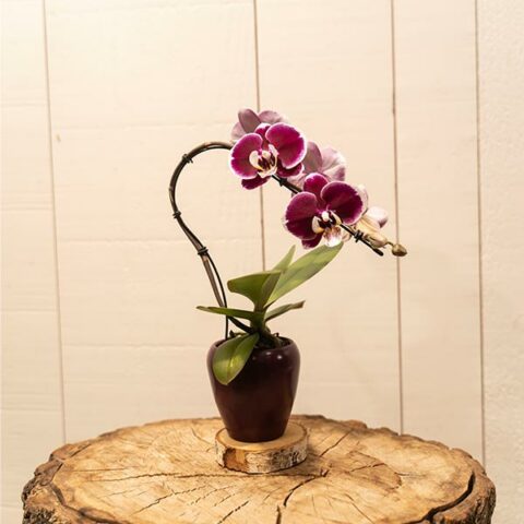 Mini orchidées pourpres en pot