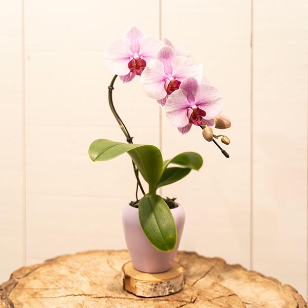 Mini orchidées roses en pot