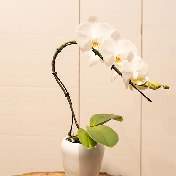 Mini orchidées blanches en pot