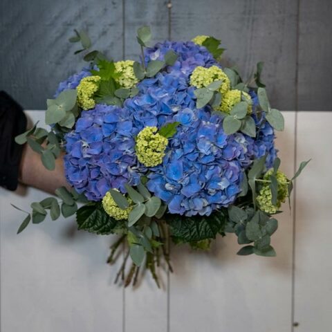 Brassée d'hortensias bleus crépuscule