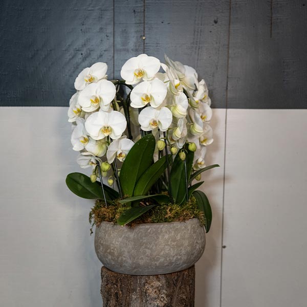 Grandes orchidées en pot