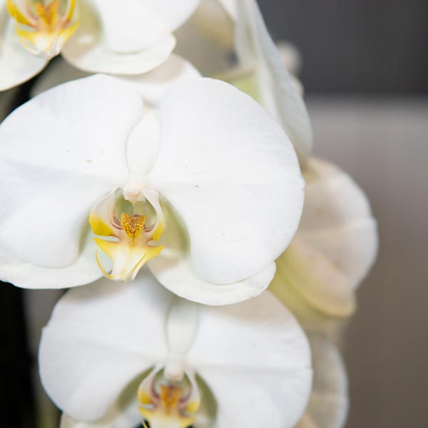 Détails grandes orchidées en pot