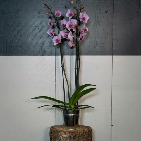Orchidées roses en pot