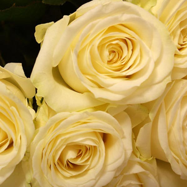 Roses blanches Avalanche