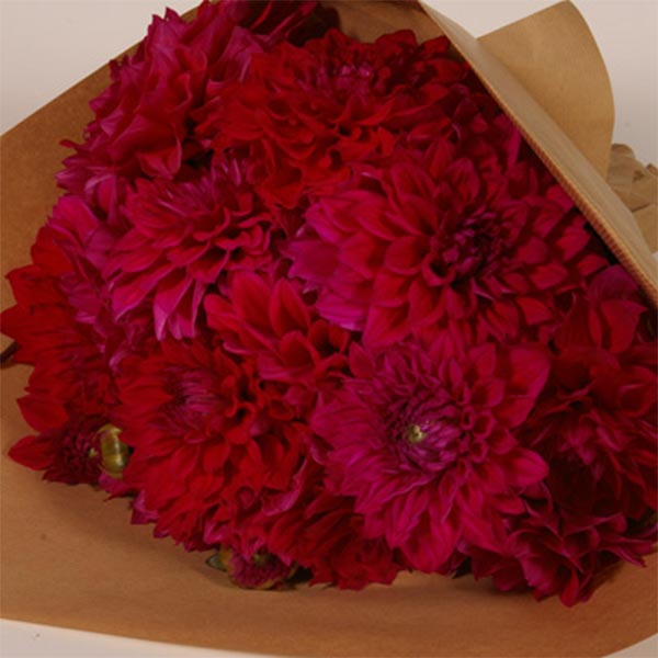 Bouquet de dahlias rouges
