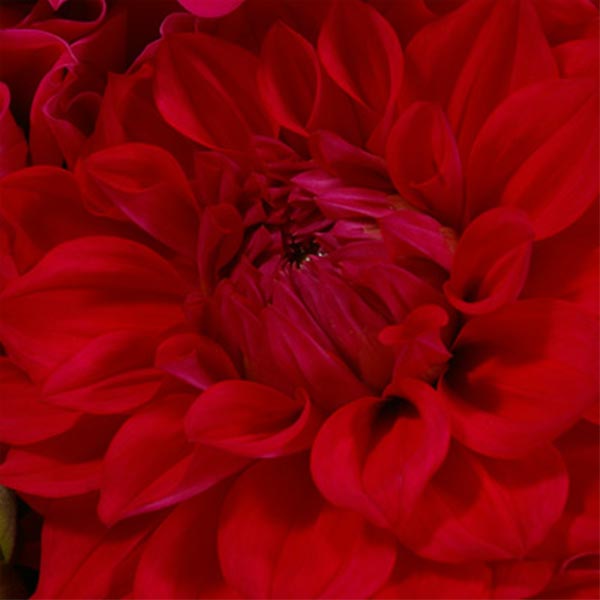 Détails bouquet de dalhias rouges