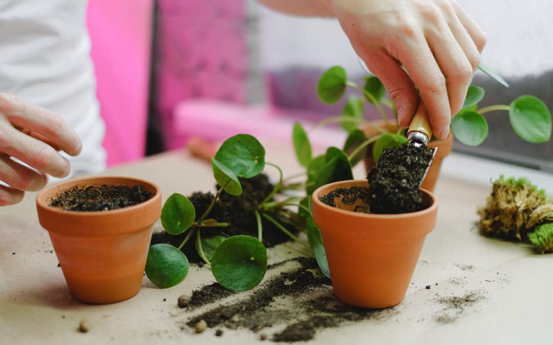 Personne qui met de la terre dans un pot de fleur c'est le rempotage