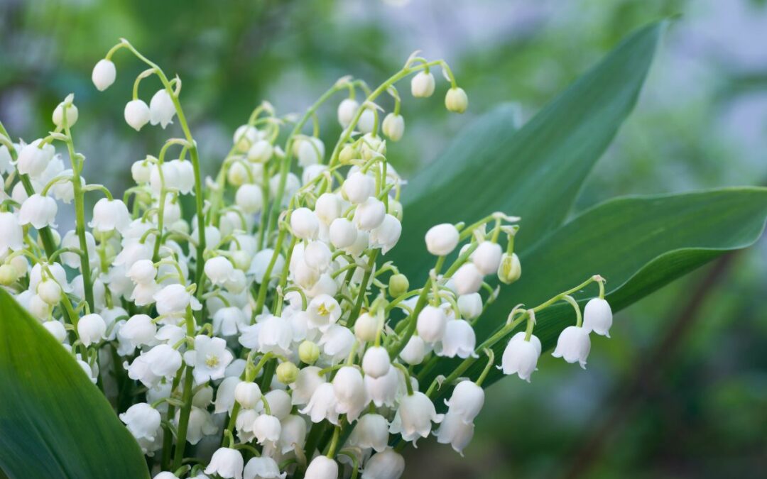 bouquet de muguets en extérieur