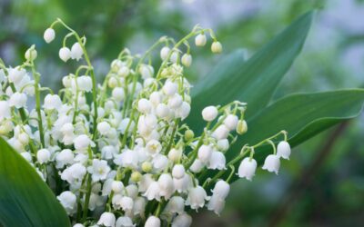 Printemps, mois de Mai et brin de Muguet !