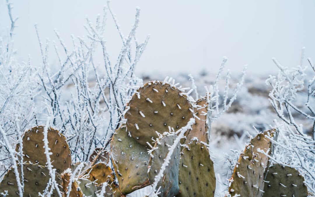 PROTÉGER SES PLANTES DU FROID 