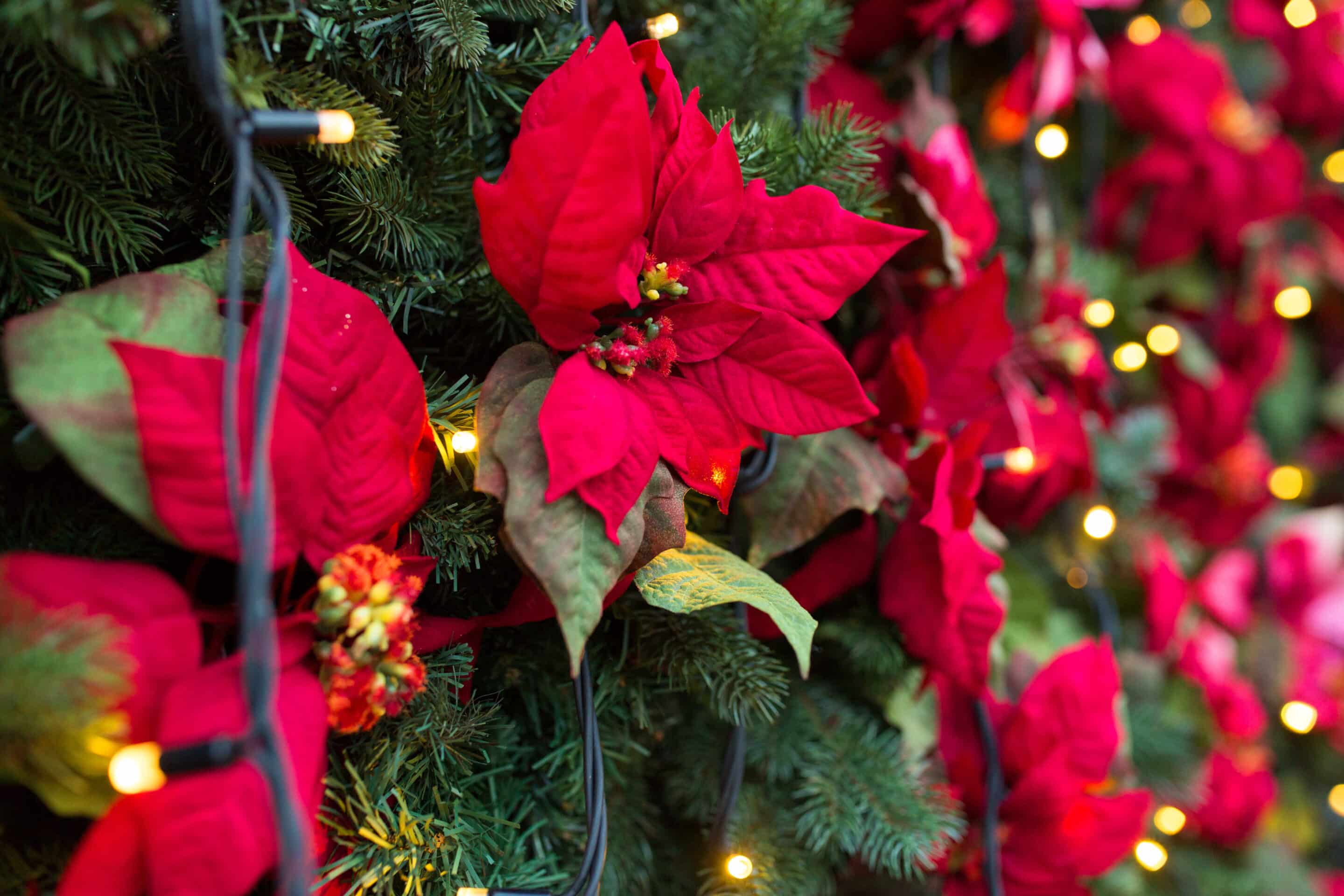 POUR NOËL, MON BEAU SAPIN EN FLEURS ! · Pelican Fleurs Paris