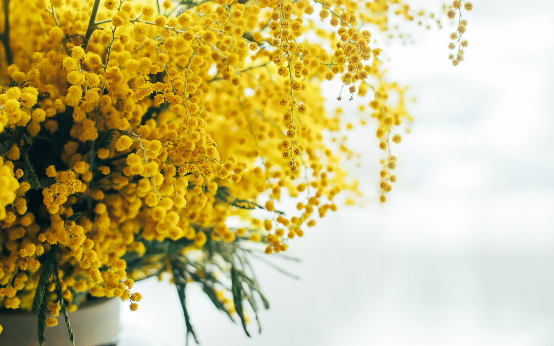 Bouquet of yellow mimosa flowers. 8 March, women's day concept. Copy space