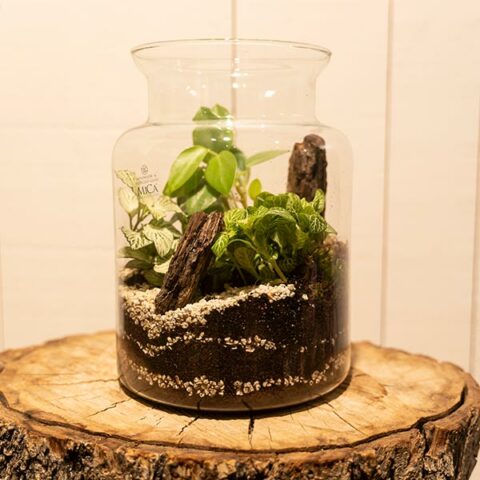 Grand terrarium végétal