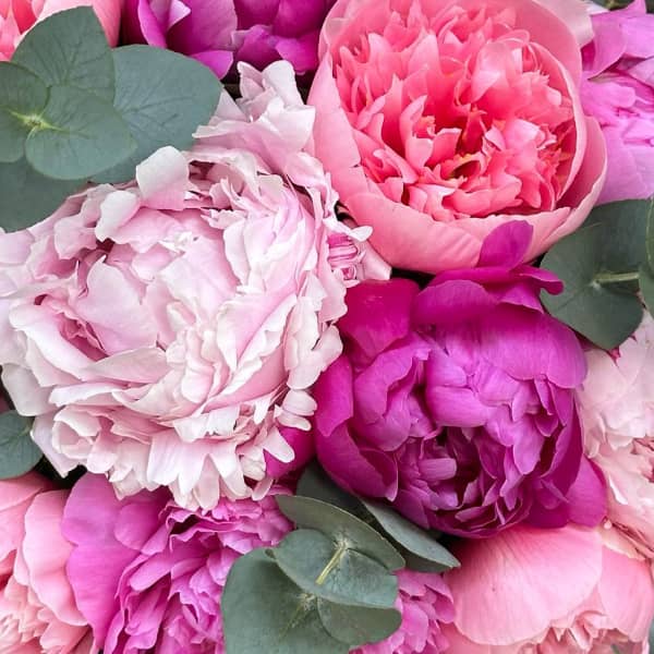Zoom bouquet éclat de pivoine rose corail et fuchsia